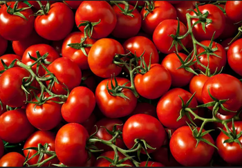 Tomato – product photo, Tomato products found from trusted suppliers, wholesalers, manufacturers & exporters Listing