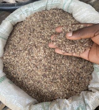 Premium Nigeria Ofada Rice - BoldGrey food limited - Nigeria