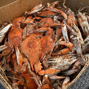 Frozen Seafood like Crabs Behavior - Stone Crab Aggressive Behavior - Brown Crab Aggressive Carapace Width - Brown Crab Up To 25 - Hasses Fisk Trading Company  - United Kingdom