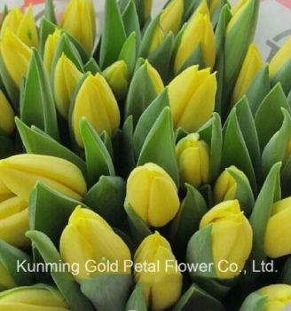 Best Decorative High Quality Fresh Cut Flowers Tulip - Kunming Gold Petal Co., Ltd. - China
