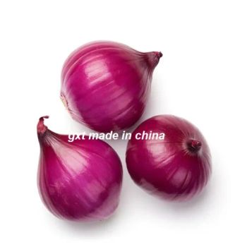 Fresh Oignons Shallot Peeled Onion Red Yellow White Organic Onion Chinese Onions Suppliers - Xuzhou Zhiyuanhong Supply Chain Management Ltd. - China