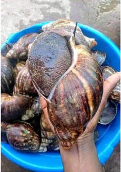Snails - Didun Foods Ltd - Nigeria