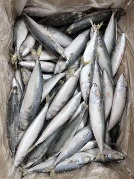 Frozen Atlantic Mackerel Fish Rich In Omega 3 100% Frozen Seafood Choice For Importers And Wholesale Buyers - TOSOH INTERNATIONAL - South Africa