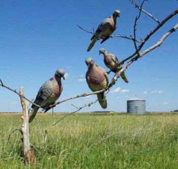 Pigeon Decoy/Bird Decoy/Decoy Bird/Hunting Bird Decoy/Hunting Decoy Bird/Water Bird for Sale - Shenzhen Xinjiayu Plastic Co., Ltd - China