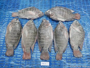 Frozen Tilapia whole round, Gutted, Fin on, Tail On Size Range 500-800g Shipping Period October, November Shelf Life Valid Until October 4th, - CADOVINA - Vietnam