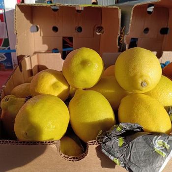 Fresh Yellow Lemons - SOURCE GLOBAL TRADING GROUP - South Africa