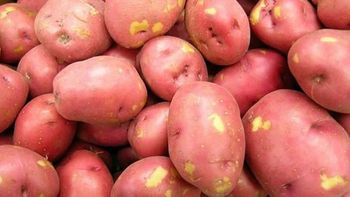 fresh potato from ms/ sb traders fresh potato - ms/ sb traders - Bangladesh