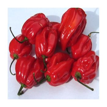 Top Quality Natural Organic Habanero Fresh Pure Capsaicin Red Chili Pepper For Sale - NANJE ENTERPRISES - South Africa