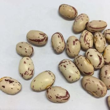 Light Speckled Dried Kidney Beans FD Process Bulk Packaging 25kg Gold Field 17% Moisture 2 Year Shelf Life for Sale from TRADECENTRIC LLC Light Speckled Dried Kidney Beans FD Process Bulk Packaging 25kg Gold Field 17% Moisture 2 Year Shelf Life for Sale - TRADECENTRIC LLC - United States