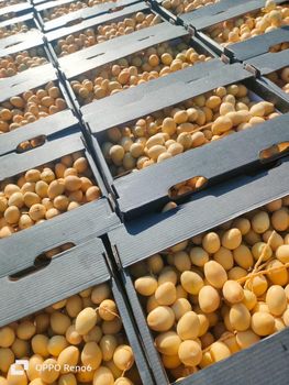 Barhi dates - Mediterranean for export - Egypt