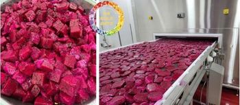 Premium Export Quality IQF Frozen Dragon Fruit Sweet Slices Cubes Dices Half-Cut Vacuum Packed Tropical Fruit - 99 Gold Data - Vietnam