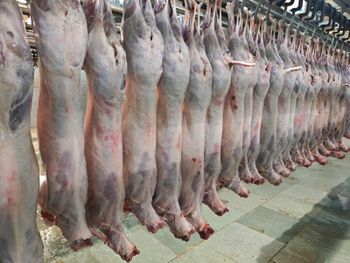 CHILLED SHEEP Age Lamb, Mutton Features Halal, No Artificial Flavors, No Preservatives - GOLDEN AGRI TRADING - India