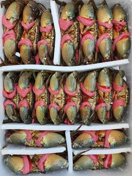 live crab - Vinfarm Co.,Ltd - Vietnam