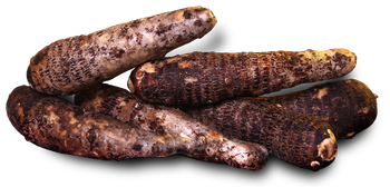 Taro - OLEANA INC - ec