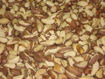 Brazil nuts kernels Shelf Life Available From June 2026 Size Classification Small, Medium, Large Certifications Organic And Bio - MaraCastanha - France
