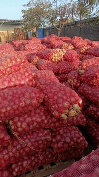Premium Egyptian Yellow Onions - Export Quality - Grade A Color Golden Origin Egypt Texture Firm Flavor Pungent Shelf Life Long - Green Island Agro - Egypt