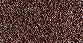 Mustard Seeds - Premium Quality - AGROCARTE EXIM ENTERPRISES PVT LTD - India