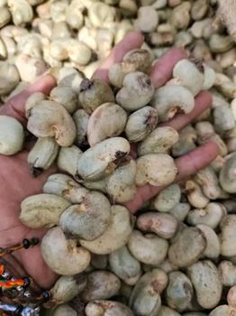 Raw cashew nuts and soybeans available - Nassdeal - Benin