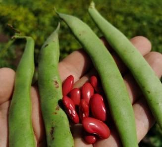 Red Kidney Beans - TIANJIN WENJIANG TECHNOLOGY CO., LTD.  - China