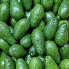 Farm Fresh Produce Fresh Avocado Clean And Sorted Fresh Avocado High Quality Supply - AGRONOVA - United States