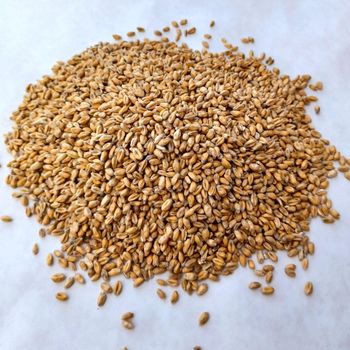 Feed Wheat Bulk Supply With Competitive Wholesale Price For Global Buyers - MASI TRADING GMBH - Germany