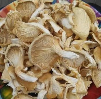 Dried Mushroom Max Moisture ≤ 8% Type Dried Mushroom Grade A (export Quality) Weight 1kg–25kg Bulk Options Shape Whole, Sliced, Or Diced - Lawana and Sons Supplies - South Africa