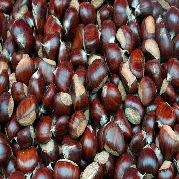 Raw chestnuts available at low wholesale prices ideal for distributors and organic food suppliers - TRADECENTRIC LLC - United States