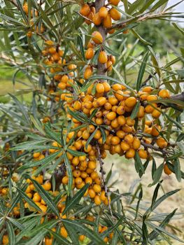 Seabuckthorn berries, juice from Bayfield Berryfarm Inc Seabuckthorn berries, juice - Bayfield Berryfarm Inc - Canada