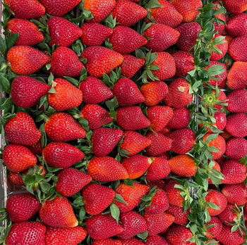 Best Brand Lux Strawberries 25mm Fresh Red Strawberries 10Kg Box Harvested At Optimal Ripeness - Sosa Merchant Solutions - Austria
