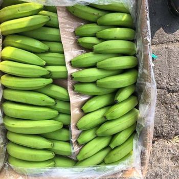 Green Banana available from GIFEX AGRO TANANZIA LIMITED Green Banana available - GIFEX AGRO TANANZIA LIMITED - Tanzania