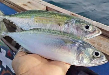 FROZEN INDIAN MACKEREL - HIGH QUALITY Texture Tender Type Frozen Fish Flavor Distinct Flavor Nutritional Content High Omega-3 Content - PT Savya Coco Provita - Indonesia