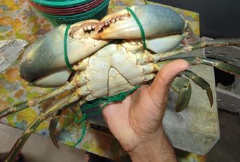 Live Mud Crabs (Scylla Serrata) - Crabs Lanka Exports Pvt Ltd - Sri Lanka