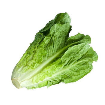 Romaine Lettuce (India Origin) - AGROCARTE EXIM ENTERPRISES PVT LTD - India