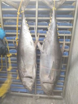 Tuna fish fresh Organic Yes Catch Method Wild-Caught Freshness Level Fresh, Frozen - N - Global