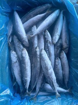 Frozen Mackerel Fish from BF GLOBAL TRADING (PTY) LTD Frozen Mackerel Fish - BF GLOBAL TRADING (PTY) LTD - South Africa