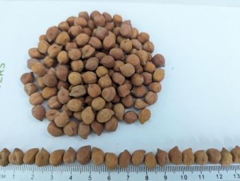 Desi Chickpeas from Africa Agriculture Exporters (AAE) Desi Chickpeas - Africa Agriculture Exporters (AAE) - Tanzania