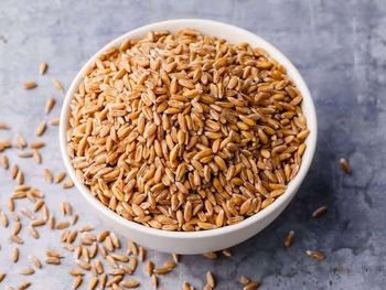 Premium Quality Wheat Grains for Flour, Bakery & Food Processing | Bulk Supply - THE GREEN INTERNATIONAL LIMITED - Tanzania