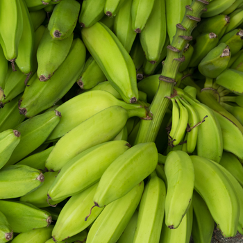 Fresh G9 Banana Eating more could lead to weight gain as contain both carbohydrates and sugar. Ensure you're balanced diet - NAQSHBANDI ENTERPRISE - Pakistan