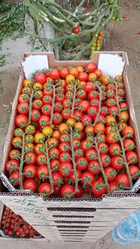 cherry tomatos - Raed Abdulrahman AlSaif Trading Company - Saudi Arabia