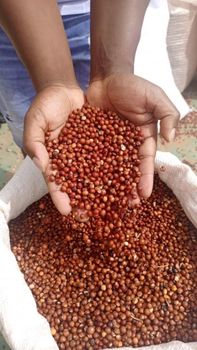 Kenya AA Arabica - Technologistics Europe ltd - Greece