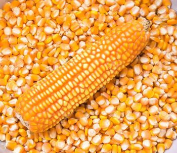 DRY YELLOW CORN MAIZE - AGRO AFRIQUE COMPANY LIMITED - Tanzania