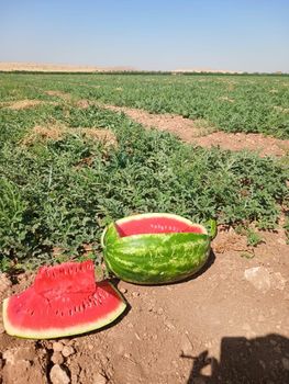 Watermelon Freshness High Origin Morocco Quality Premium Sweetness Excellent Features Gluten-Free Logistics Reliability Professional - Afro Solution - Morocco