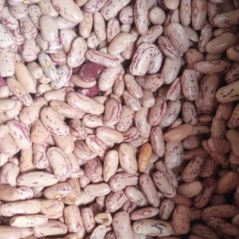 Quality Dehydrated Legume Supply Containing Sugar Beans Prepared For Overseas Buyers With Clean Handling - malter group - Tanzania