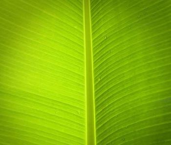 BANANA LEAVES - PT. Cahaya Lestari Agronusa - Indonesia