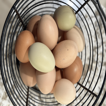 Fresh Brown Eggs Premium Grade Available in Bulk Supply with Factory Price and Fast Delivery - TRADECENTRIC LLC - United States