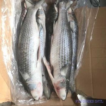 Mulley - FISHERIES INTL - Mauritania