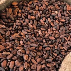 Cocoa Beans Cocoa Content High Cocoa Content Processing Method Traditional Methods Taste Character Rich, Balanced Profile - Farmers Cooperative Limited - Tanzania