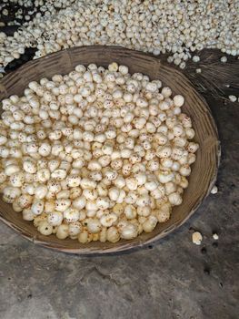 Fox nuts - Shri Traders - India