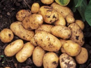 Sante Potato Texture Smooth Freshness Level Fresh Disease Resistance Good Flesh Color Pale Yellow Shape Uniform Tuber Shape - RAZILITY TRADELON (SMC-Private) Limited - Pakistan