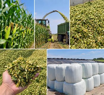 Corn Silage - Ali Fatima Trading Co - Pakistan